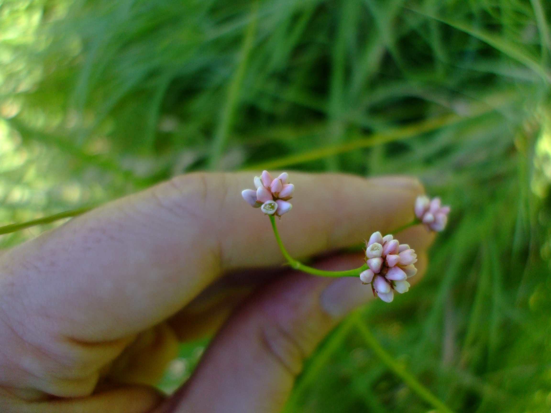 Persicaria sagittata